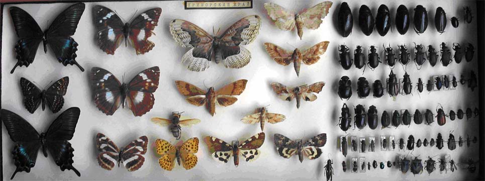 Фото 5. Коллекция насекомых  Дальнего Востока
